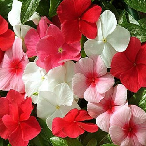sadabahar plant seeds Vinca Rosea Mixed Color Flower Seeds