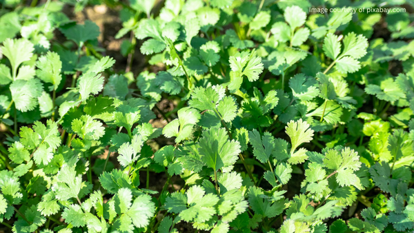 A close-up of coriander leaves.