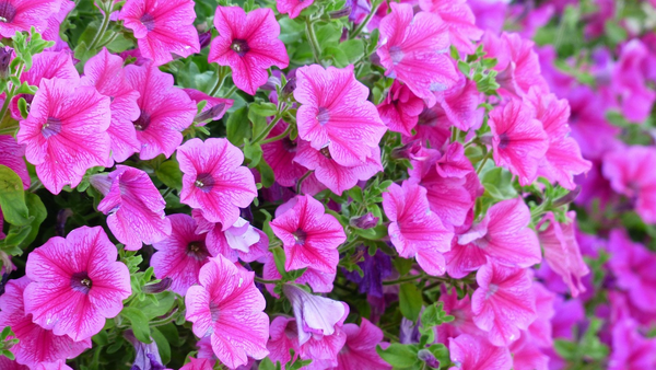  Close-up photo of a bunch of pink petunia flowers with soft blurred green leaves in the background.