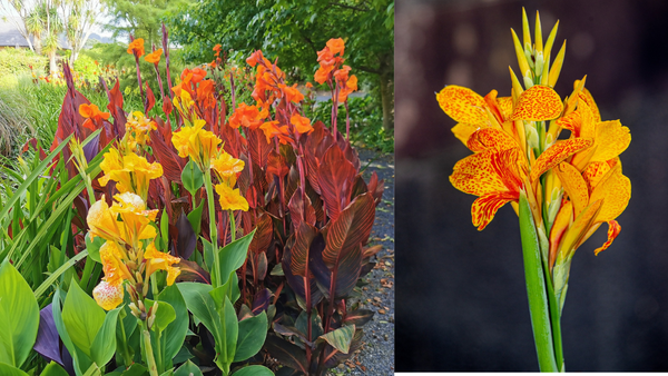 Close-up of yellow and orange Canna Lily flowers in bloom.