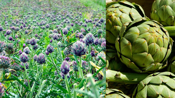 A close-up photo of an artichoke plant growing in a garden.