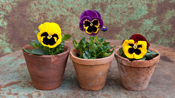 Colorful pansy flowers blooming in a garden, grown from seeds.