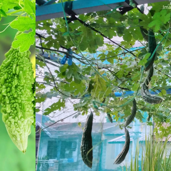 How to Plant Bittergourd Seeds: A Simple Guide