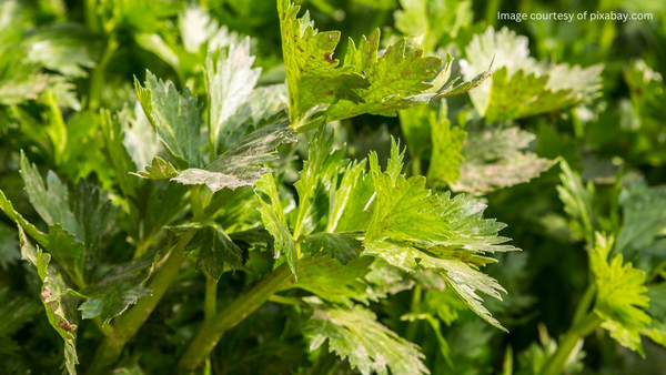 A step-by-step guide to planting celery in your garden.