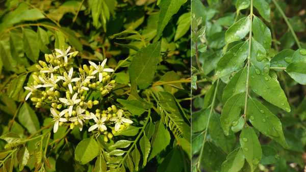 A step-by-step guide to planting kadi patta for fresh curry leaves at home.