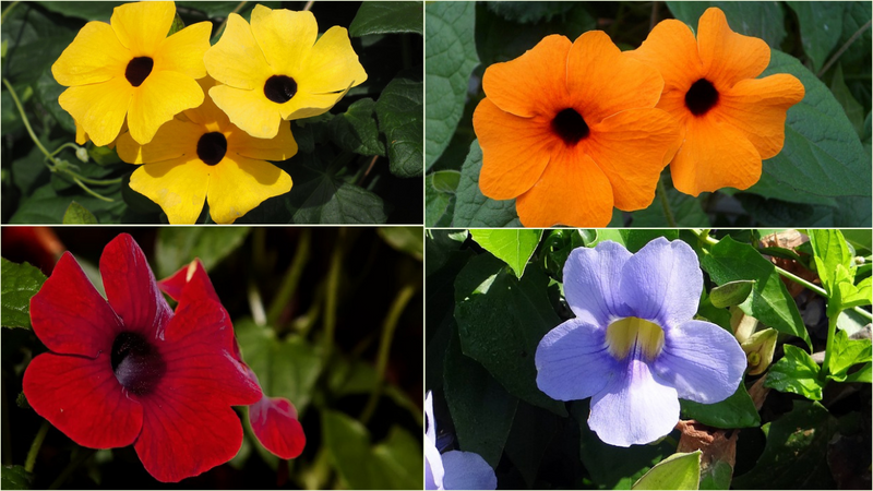 A vibrant Thunbergia vine in full bloom