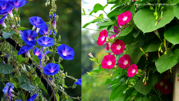 Morning Glory flowers in blue and purple with heart-shaped leaves climbing a trellis.