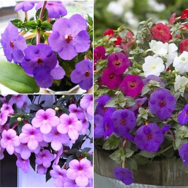 Unlock Stunning Blooms: The ULTIMATE Guide to Growing Achimenes Bulbs  Step-by-Step!