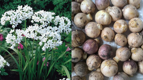 Allium Cowanii Magic: Planting Guide for Starry Blooms [EASY STEPS!