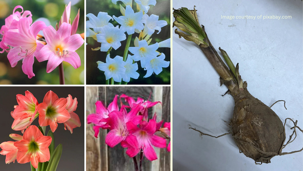 How to Plant Amaryllis Belladonna (Jersey Lily) Flower Bulb