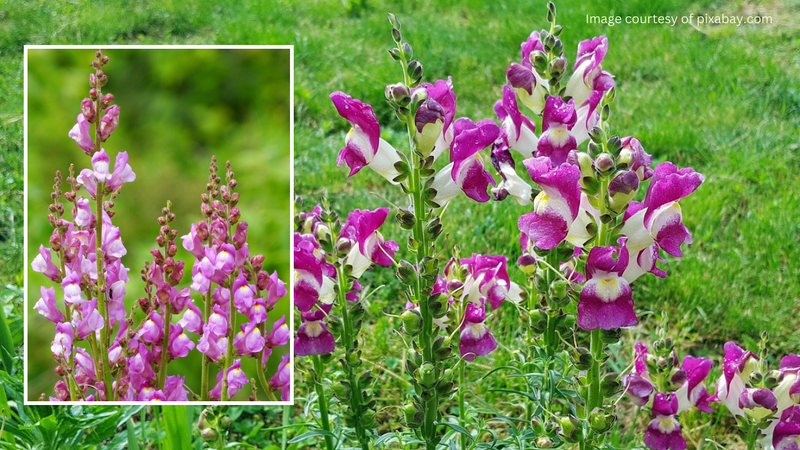 Young Antirrhinum plants beginning to thrive in a home garden.