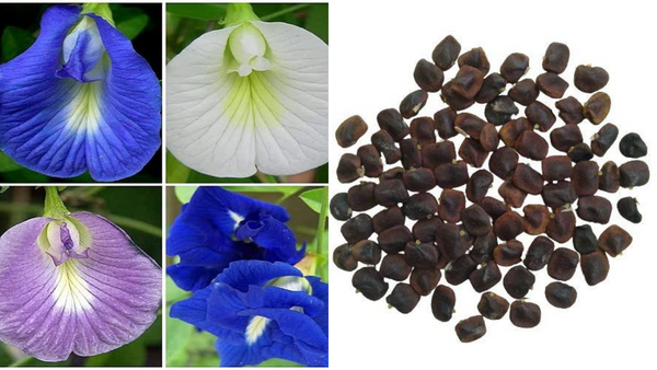 Grow Vibrant Aparajita Flowers: Easy Guide to Planting Butterfly Pea Hybrid Seeds!