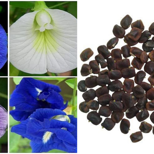 clematis plant in pot Clematis Minipuna - Shop Clematis main image 0
