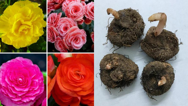 Explode Your Garden with Stunning Begonias!  Easy Guide to Planting Tuberous Bulbs