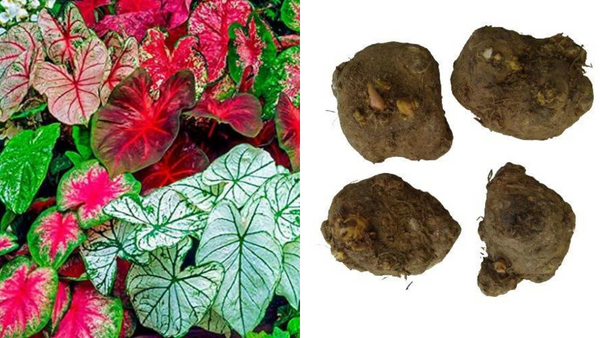 Plant Stunning Caladiums NOW!  Easy Step-by-Step Guide for Vibrant Blooms [2025]