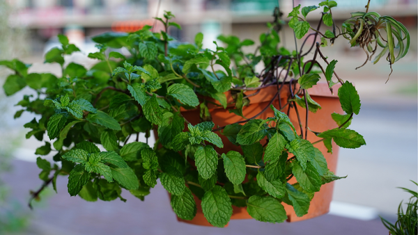 A pot of vibrant green peppermint leaves growing indoors near a sunny window.