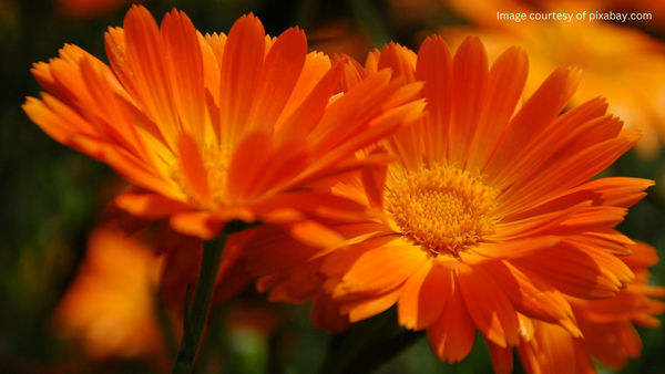 Close-up photo of orange gerbera flowers