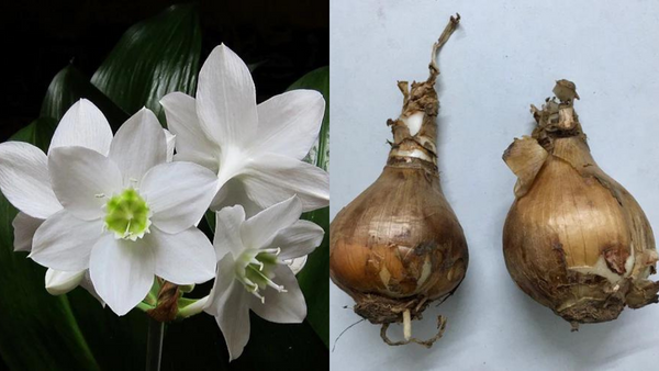 Unleash the Elegance: Planting & Growing Amazon Lily Bulbs (Eucharis!)
