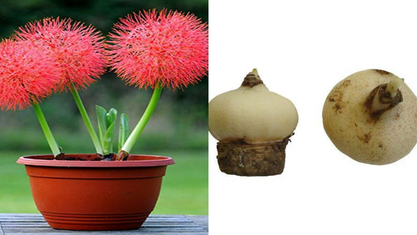 Score Stunning Blooms!  Planting Your Football Lily (Haemanthus) Bulb Made Easy