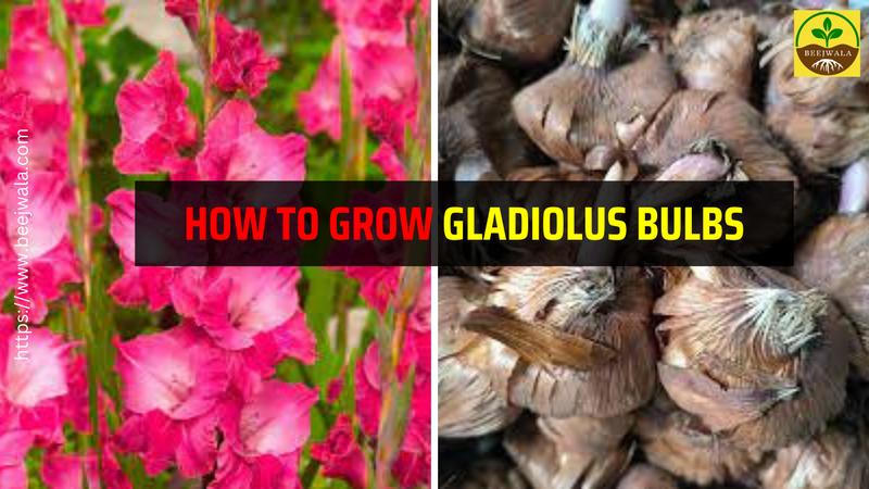 How to Grow Gladiolus Fairytale Pink Color Flower Bulb?