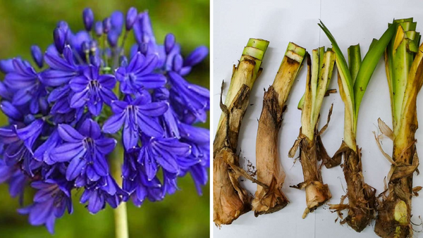 How to Grow Agapanthus Lily of the Nile Flower Bulb?