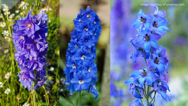 Grow Larkspur Fire Flower Seeds