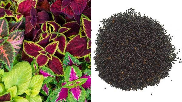 Unlock Vibrant Blooms! Your Guide to Planting Coleus Rainbow Seeds