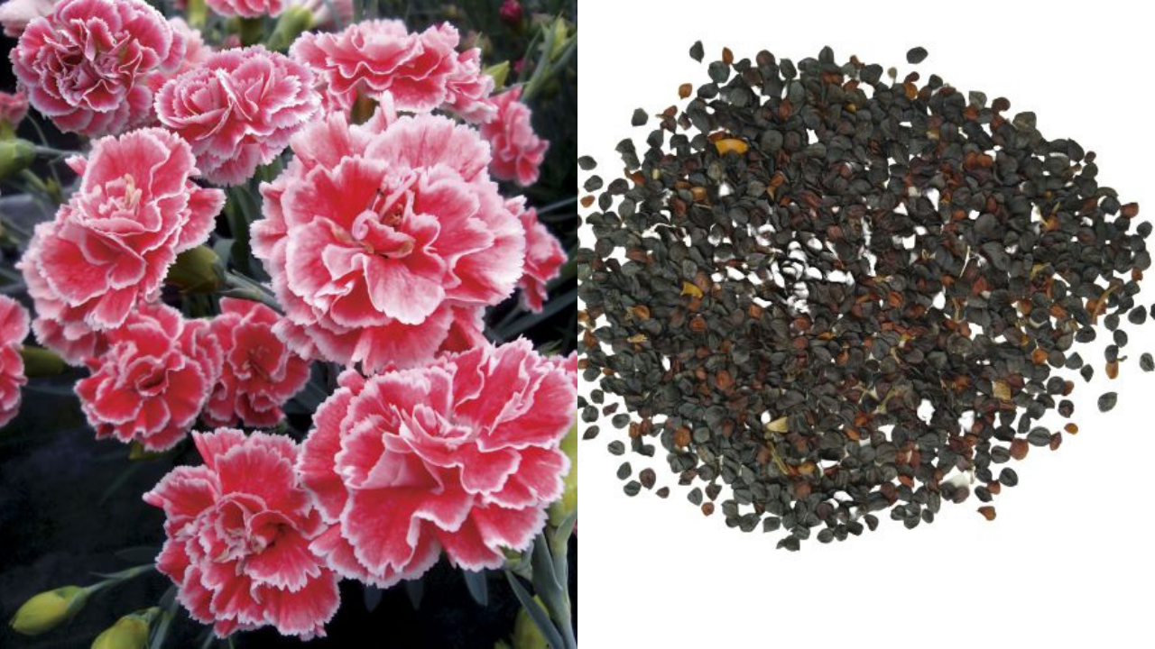 Dianthus Seeds: From Tiny to Thriving in 5 Easy Steps (Before Spring R