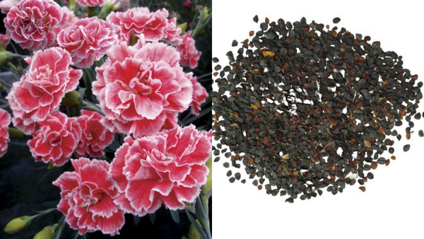 Dianthus Seeds: From Tiny to Thriving in 5 Easy Steps (Before Spring Rush!)
