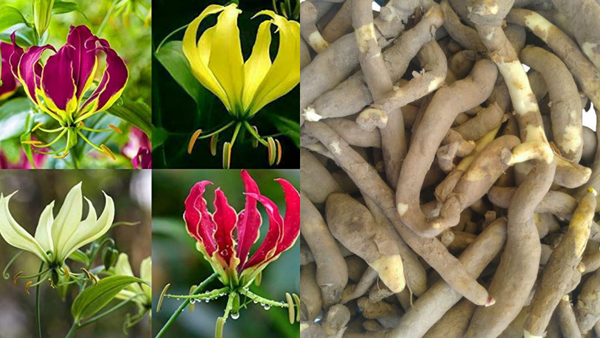 Ignite Your Garden: Planting the Stunning Gloriosa Lily (Flame Lily) Bulb