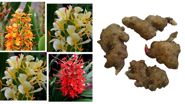 Unlock Fragrant Blooms: The Ultimate Guide to Planting Hedychium Butterfly Ginger Lilies
