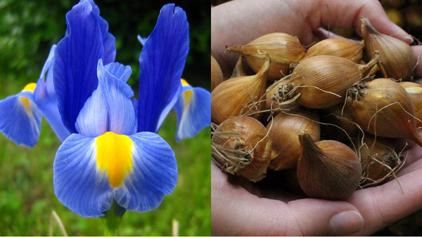 Plant Perfect Irises: Your Simple Guide to Blooming Success