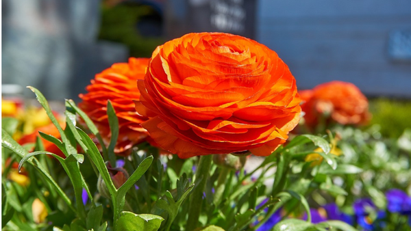 A step-by-step guide to planting ranunculus bulbs for beautiful blooms.