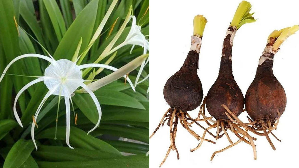 Unfurl Exotic Beauty: Your Guide to Planting Spider Lily Bulbs [EASY S