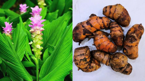Grow Your Own Golden Spice: The Ultimate Guide to Planting Turmeric Bulbs