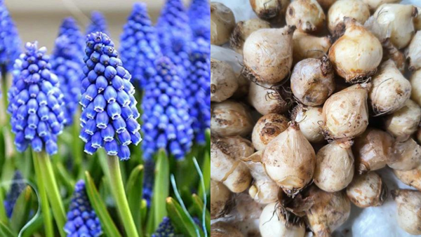 Charm Your Spring Garden with Muscari Armeniacum Bulbs: Planting Guide