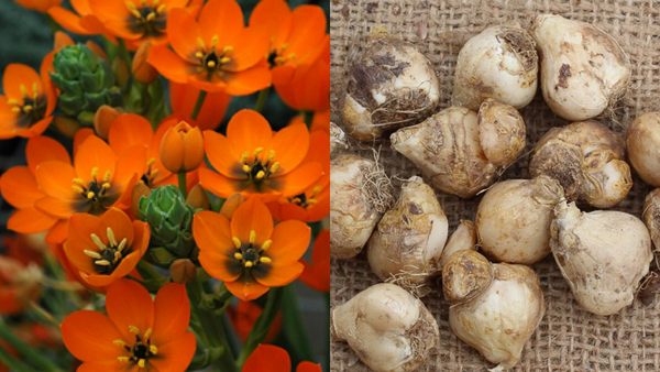 Bloom Brilliance: Planting Ornithogalum Chincherinchee for Magical Flowers (Easy Guide!)
