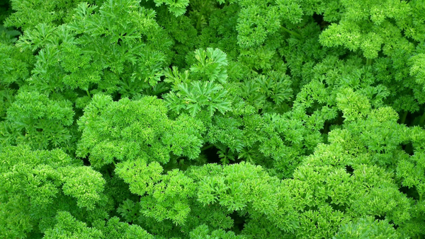 Grow Gorgeous Parsley Moss Curled: Planting Guide for Beginners (Success Guaranteed!)