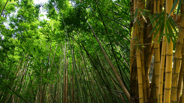 Planting bamboo in rich soil for a vibrant garden addition