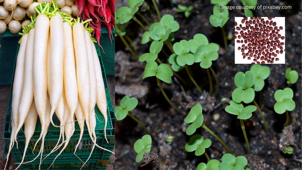 Radish seeds