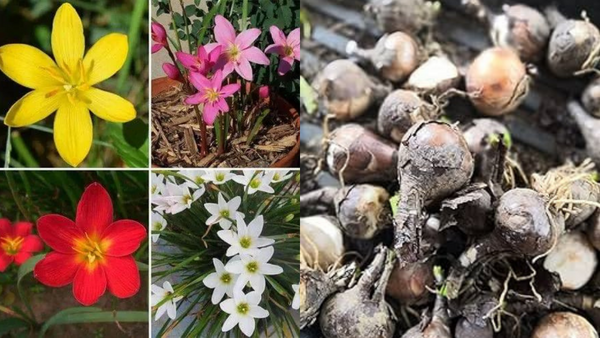 Rain Lily Magic: Plant These Blooms & Enjoy Easy Summer Beauty! (Zephyranthes Bulbs Guide)