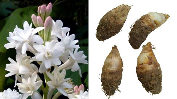Fragrant Bliss! Plant Rajnigandha Tuberose Bulbs Like a Pro (Easy Guide)