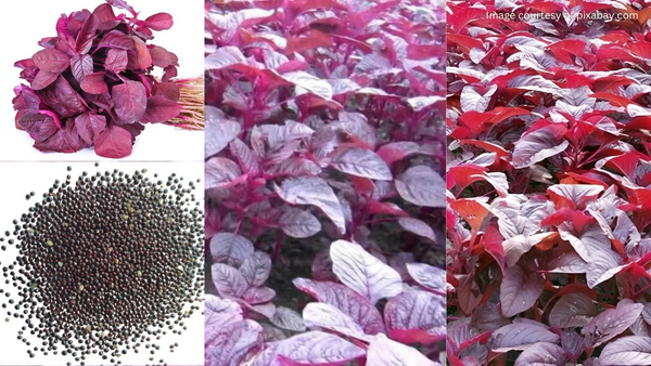 Red Amaranth (Laal Saag) plants growing in a garden