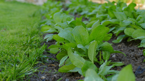 Unlock Garden Gold: The Beginner's Guide to Planting Spinach Palak Seeds