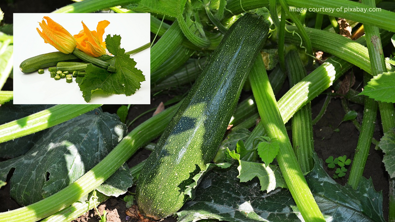 Zucchini plants growing in a home garden