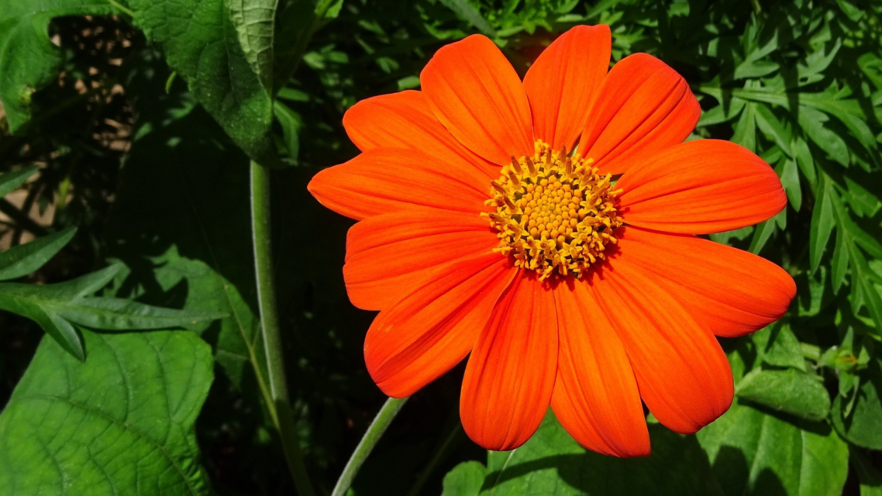 Grow Breathtaking Tithonia Flowers From Seed! Easy Steps & Tips (2024