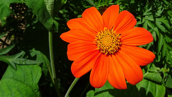 Tithonia flowers growing in a garden bed.