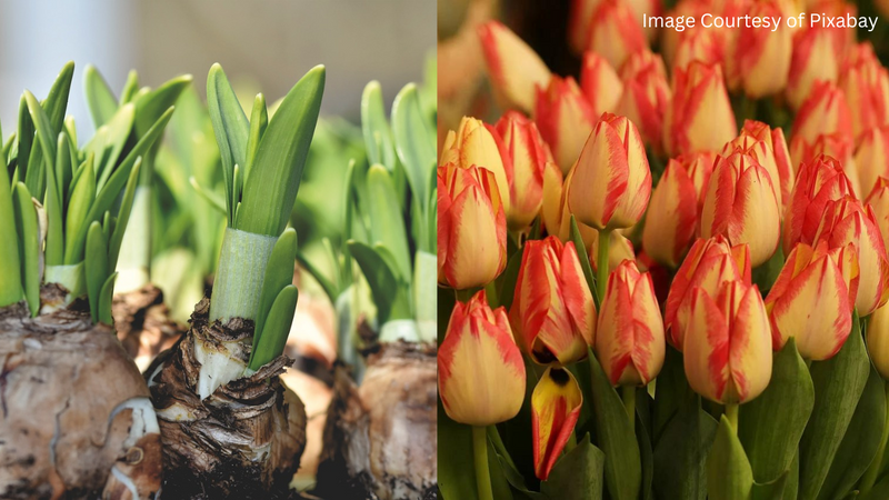 Top 10 Winter Flower Bulbs for Gardening