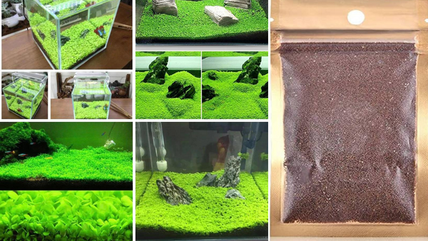 Grow Lush Carpet Grass in Your Tank! Easy Guide to Planting Small Leaf Aquarium Seeds