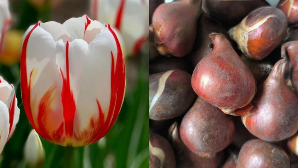 Plant Perfect Tulips: Your Guide to Planting Success (Blooming Guaranteed!)
